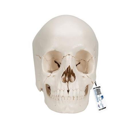 3B SCIENTIFIC 3B Skull Kit, 22 part - w/ 3B Smart Anatomy 1000068